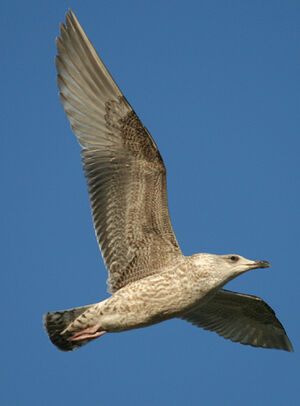 Yellow-legged Gull