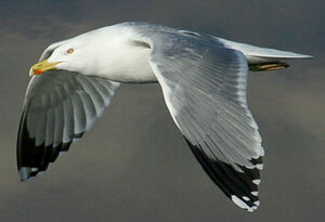 Yellow-legged Gull