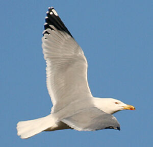 Yellow-legged Gull