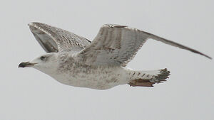 Yellow-legged Gull