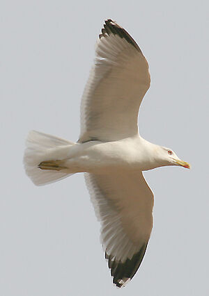 Yellow-legged Gull