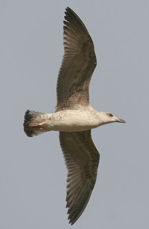 Yellow-legged Gull
