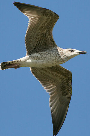Yellow-legged Gull