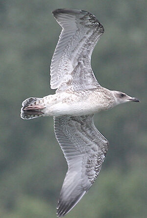 Yellow-legged Gull