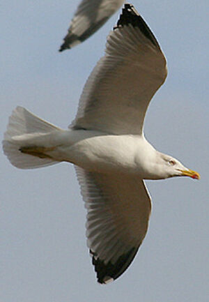 Yellow-legged Gull