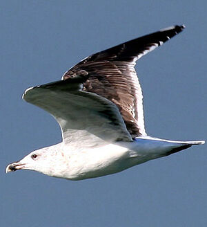 Great Black-backed Gull 
&copy; Vincent Palomares