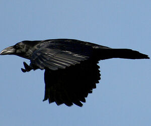 Grand Corbeau 
&copy; Vincent Palomares