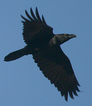 Grand Corbeau 
&copy; Vincent Palomares
