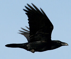 Grand Corbeau 
&copy; Vincent Palomares
