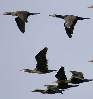 Grand Cormoran
