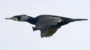 Great Cormorant