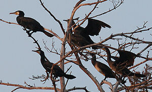 Grand Cormoran