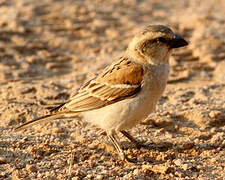 Great Sparrow