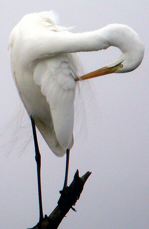 Western Great Egret