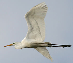 Great Egret 
&copy; Vincent Palomares