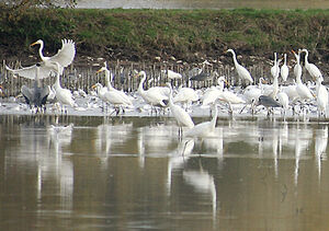 Western Great Egret