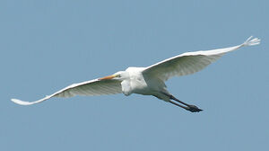 Great Egret 
&copy; Vincent Palomares