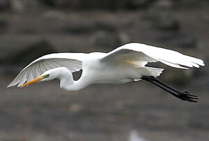 Great Egret 
&copy; Vincent Palomares