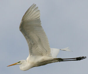 Great Egret 
&copy; Vincent Palomares