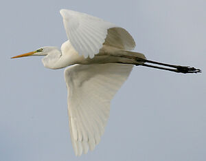 Great Egret 
&copy; Vincent Palomares