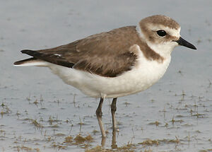 Kentish Plover