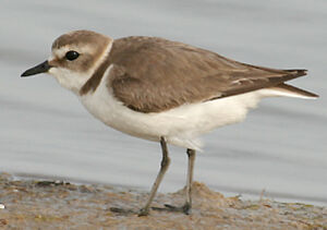Kentish Plover