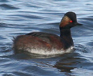 Black-necked Grebe