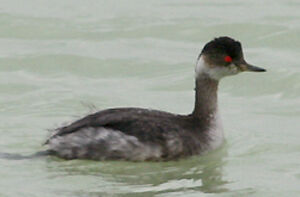 Black-necked Grebe