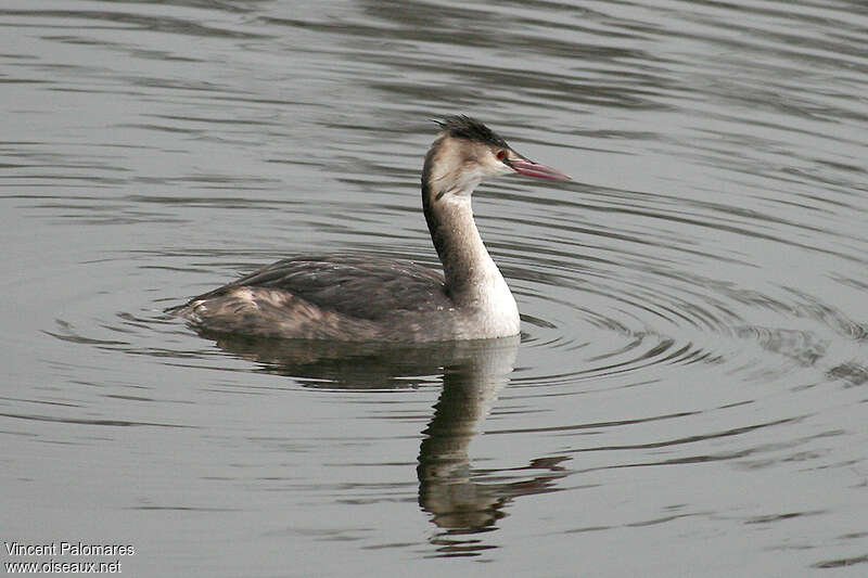 Great Crested GrebeSecond year