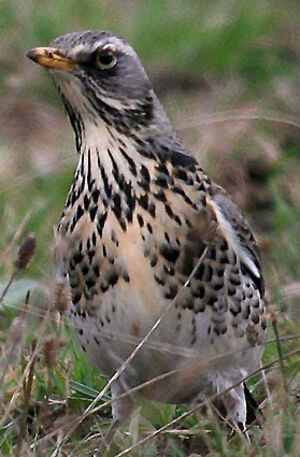 Fieldfare