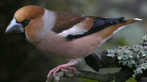 Hawfinch