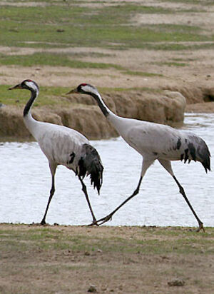 Common Crane