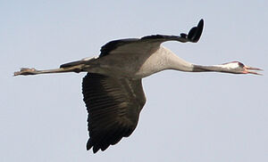 Common Crane