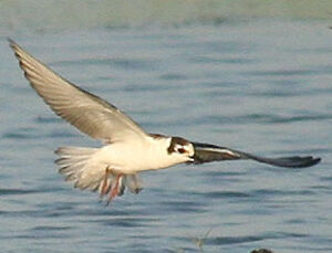 Guifette leucopt�re