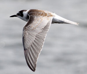 Black Tern