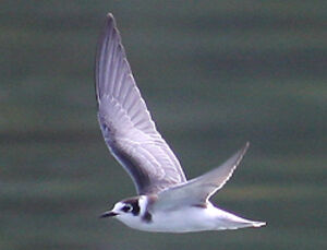 Black Tern
