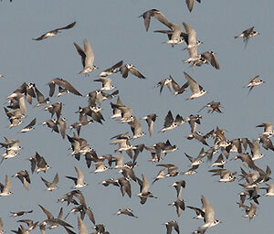 Black Tern