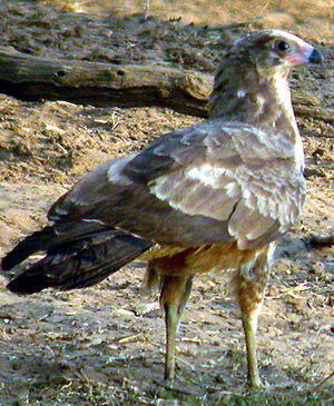 African Harrier-Hawk