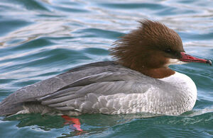 Common Merganser