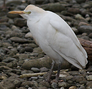 Western Cattle Egret 
&copy; Vincent Palomares
