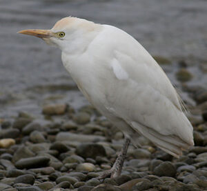 Western Cattle Egret 
&copy; Vincent Palomares