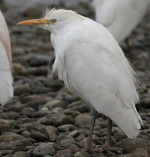 Western Cattle Egret 
&copy; Vincent Palomares