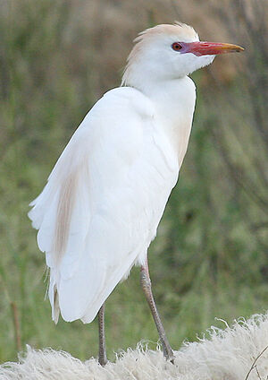 Western Cattle Egret 
&copy; Vincent Palomares