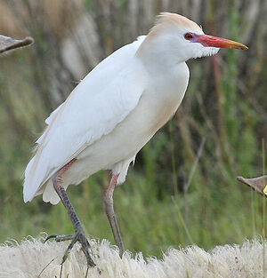 Western Cattle Egret 
&copy; Vincent Palomares