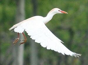 Western Cattle Egret 
&copy; Vincent Palomares