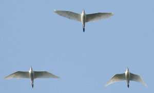 Western Cattle Egret 
&copy; Vincent Palomares
