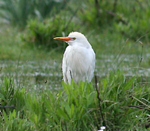 Western Cattle Egret