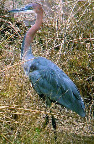 Goliath Heron