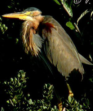 Purple Heron