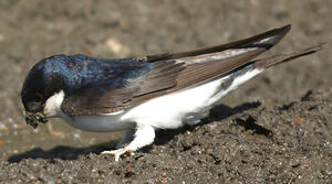 Common House Martin 
&copy; Vincent Palomares